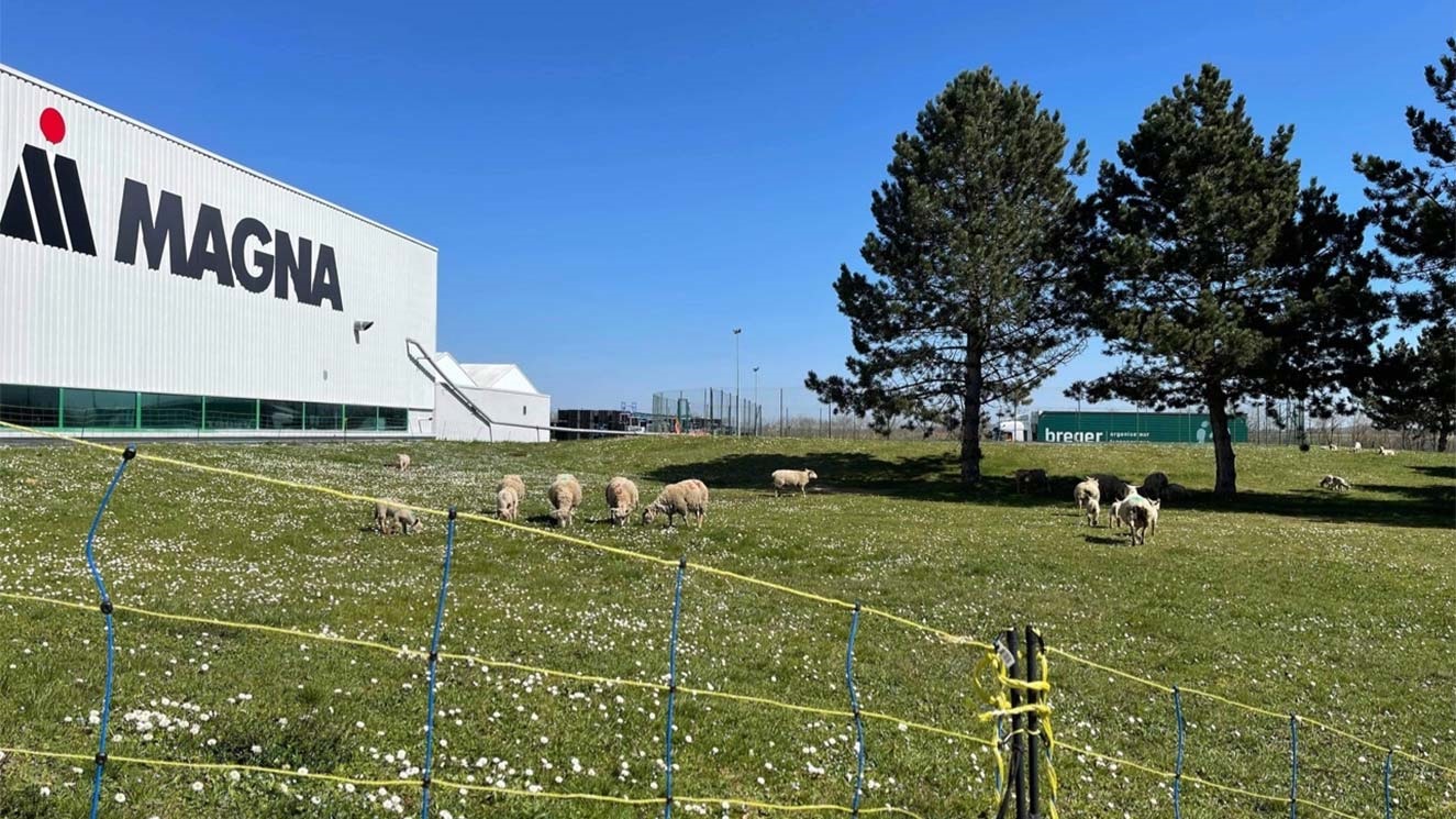 Magna facility in Langres, France with sheep on the lawn