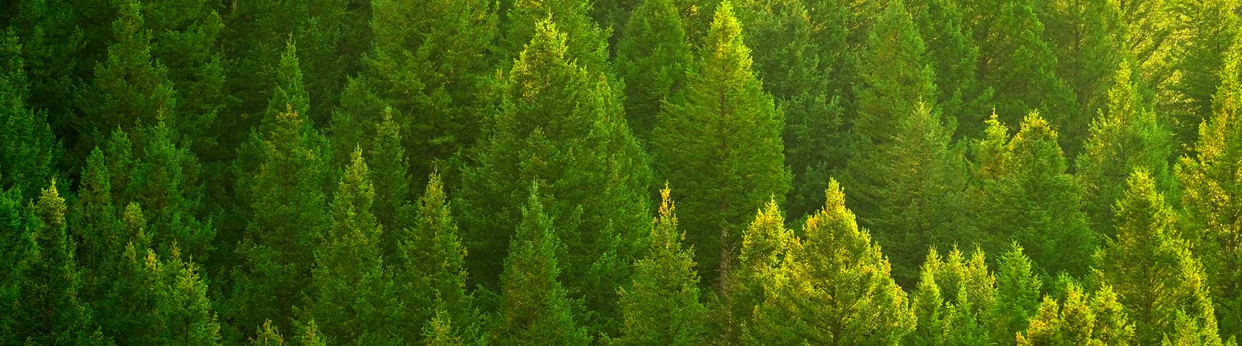 Group of tree tops in a forest