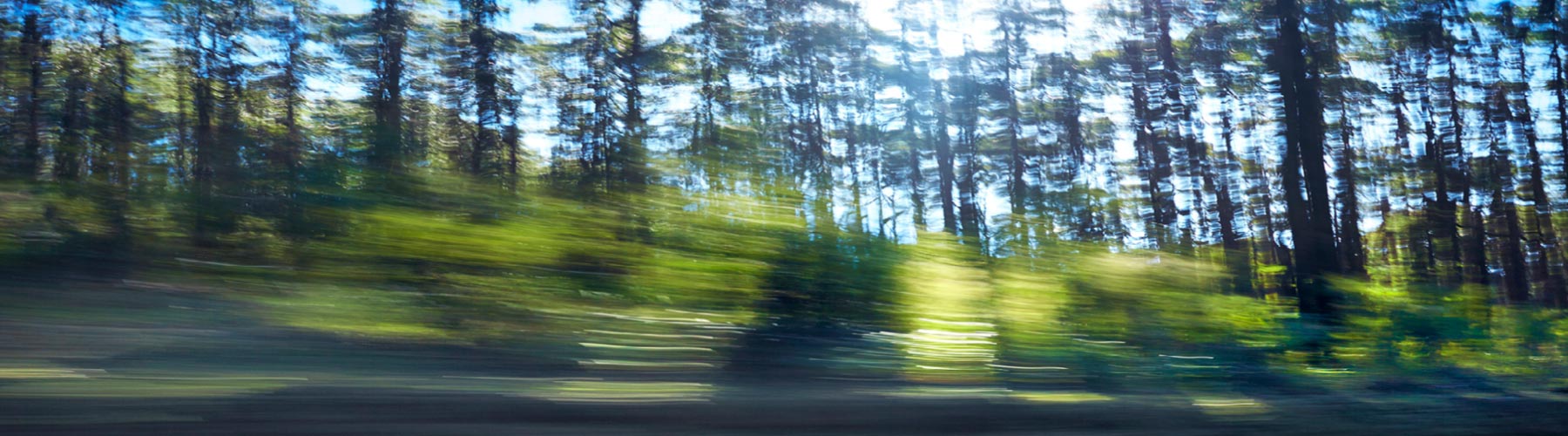 View of blurred trees in a forest