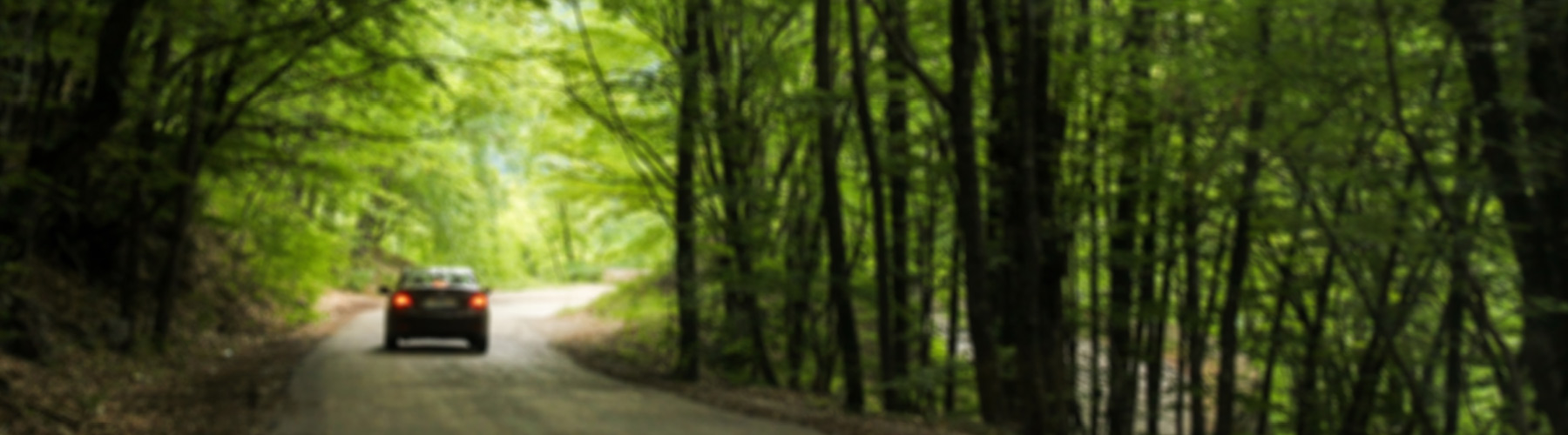 Car driving down a tree lined country road