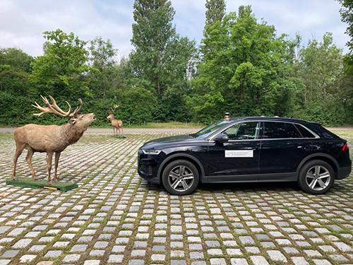 Deer standing in front of a vehicle