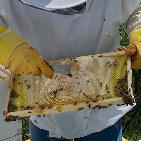 Beekeeper holding a honeycomb with bees