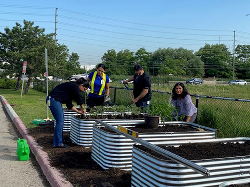 People working on a garden